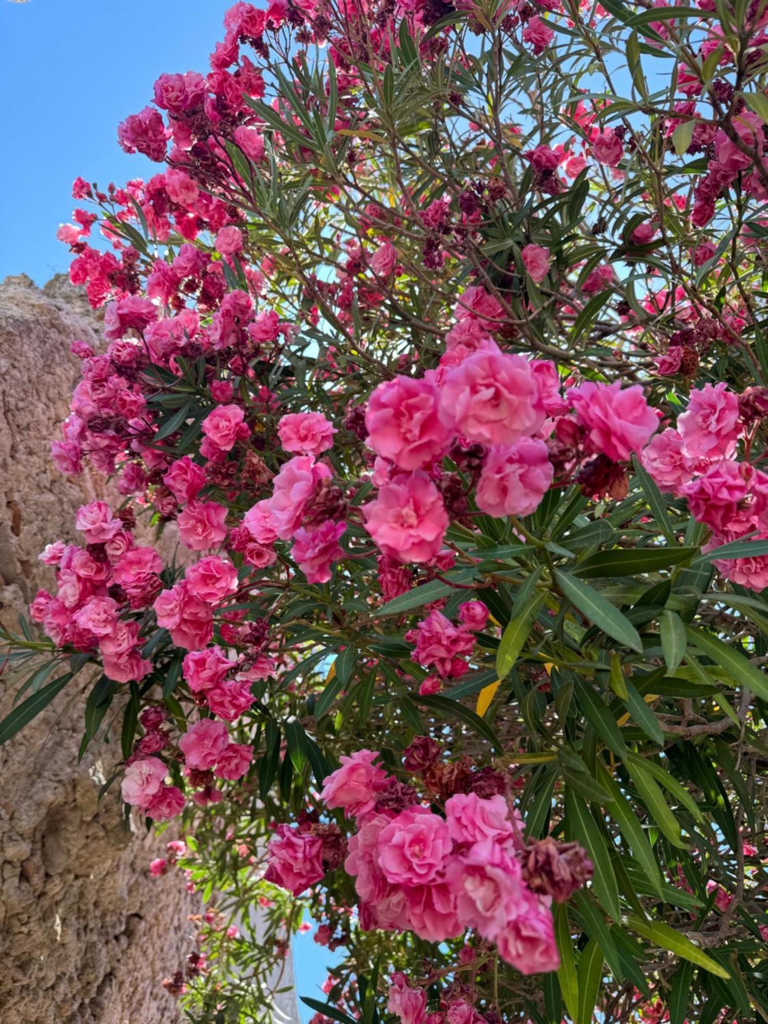 La Rosa Blu Gerace Exterior foto
